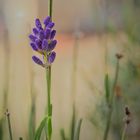 Lavendel: Fotowalk Zwickyareal