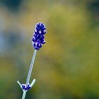 Lavendel ganz alleine