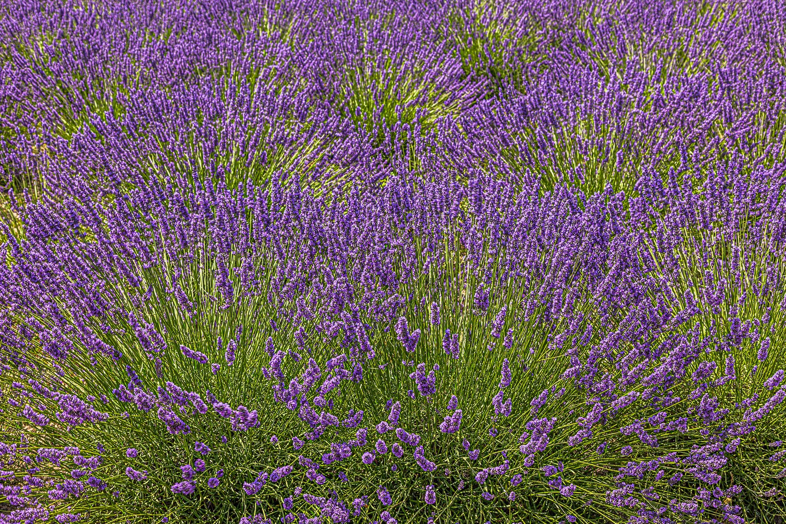 Lavendel gegen die Linien