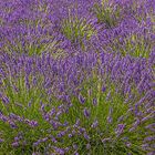 Lavendel gegen die Linien