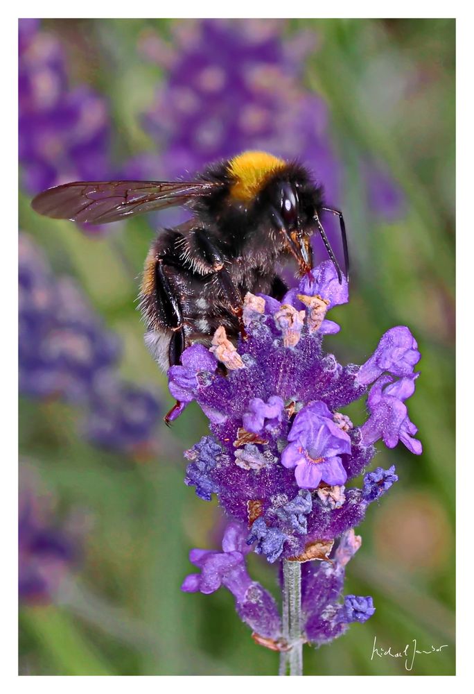 Lavendel geht immer!