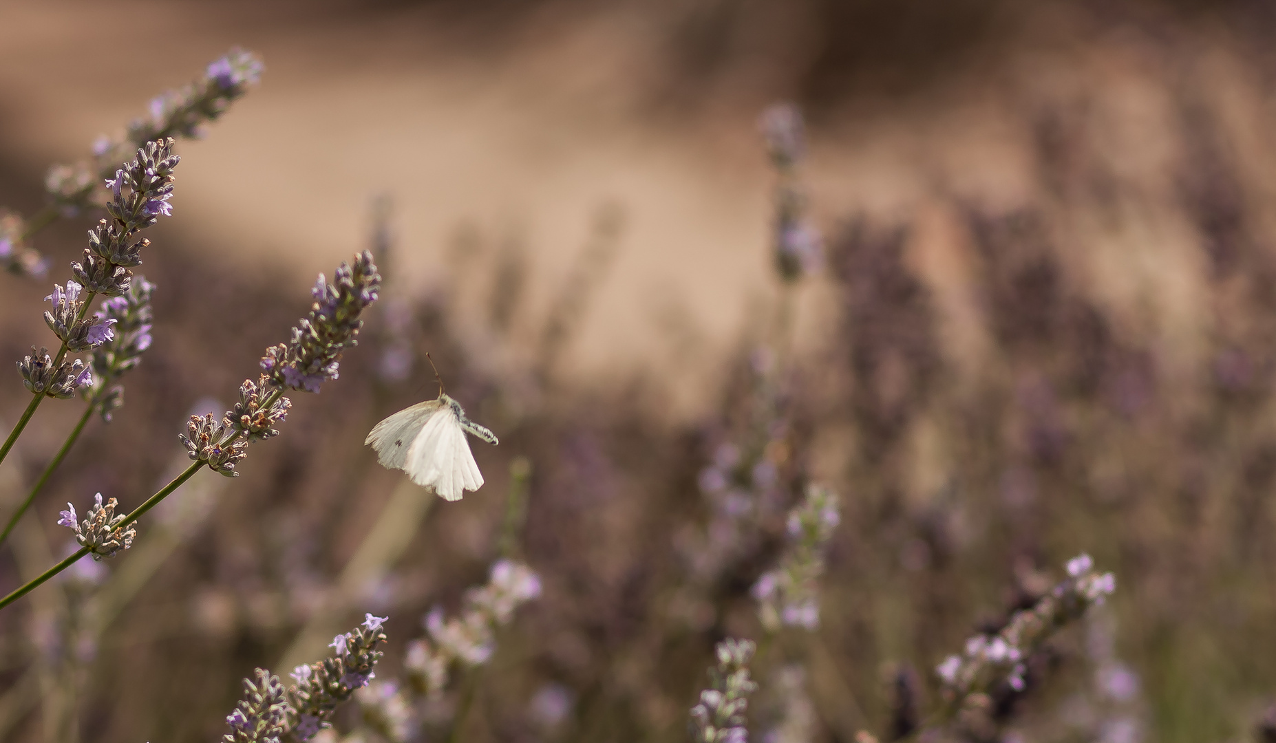 Lavendel-geschichten