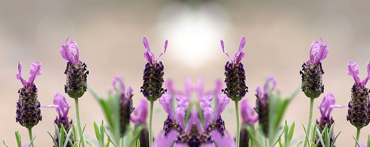 Lavendel gespiegelt