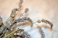 Lavendel getrocknet