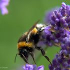 lavendel hat besuch