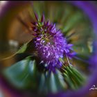 LAVENDEL HINTER EINER GLASKUGEL 