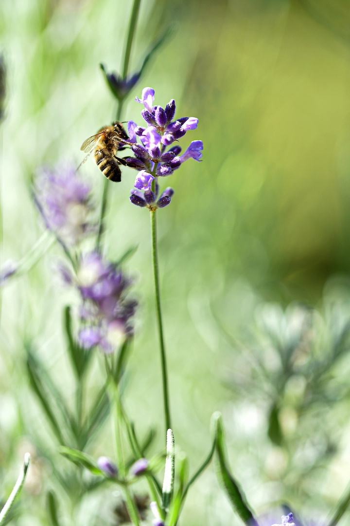 Lavendel Honig