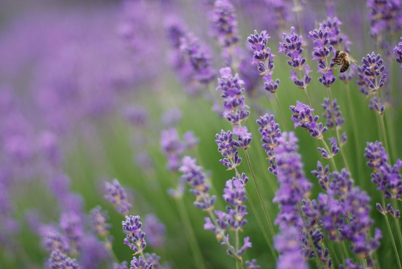 Lavendel-Honig, mmmhhhh fein