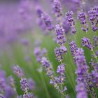 Lavendel-Honig, mmmhhhh fein