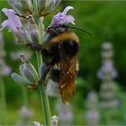 Lavendel Hummel