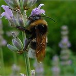 Lavendel Hummel