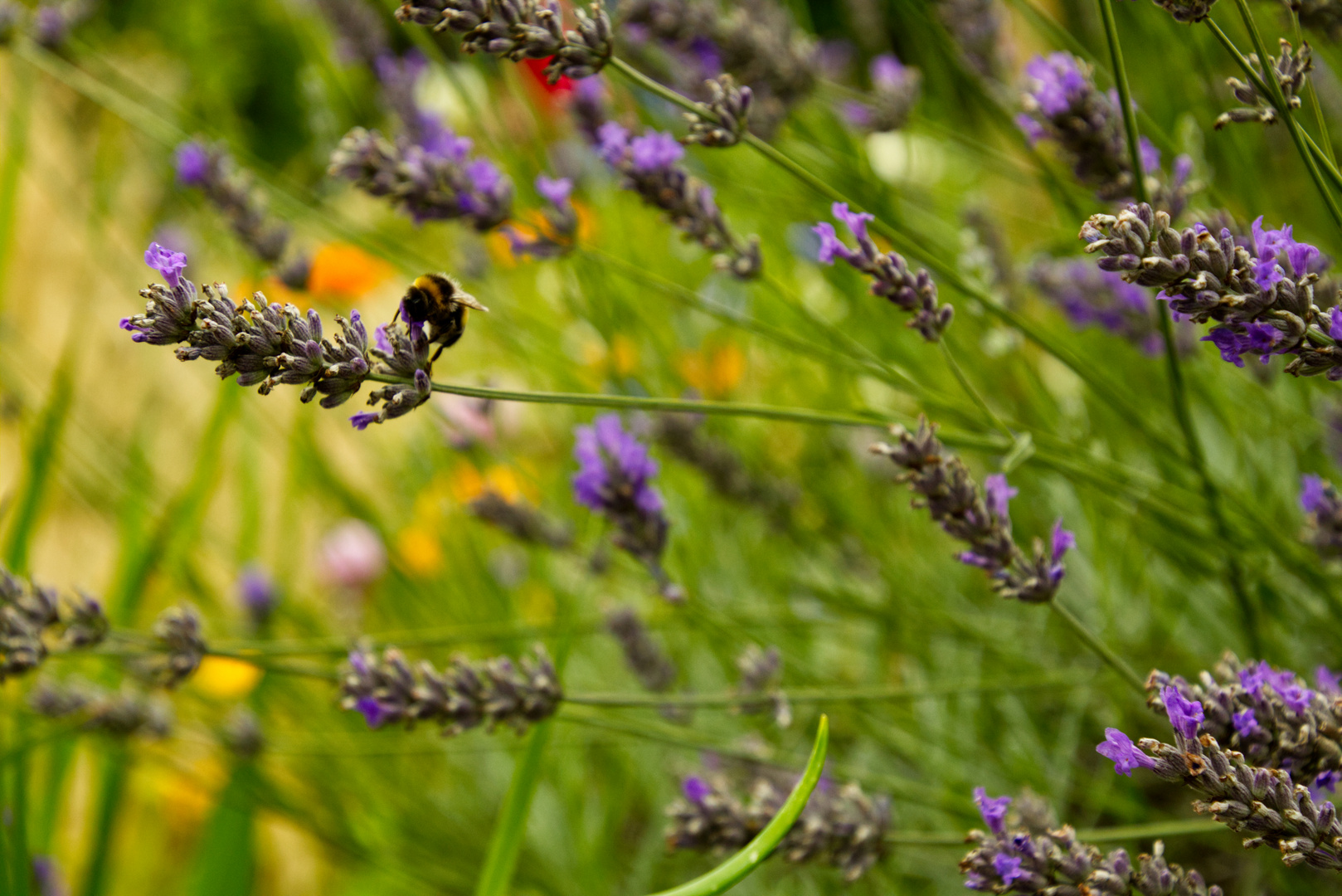 lavendel hummel