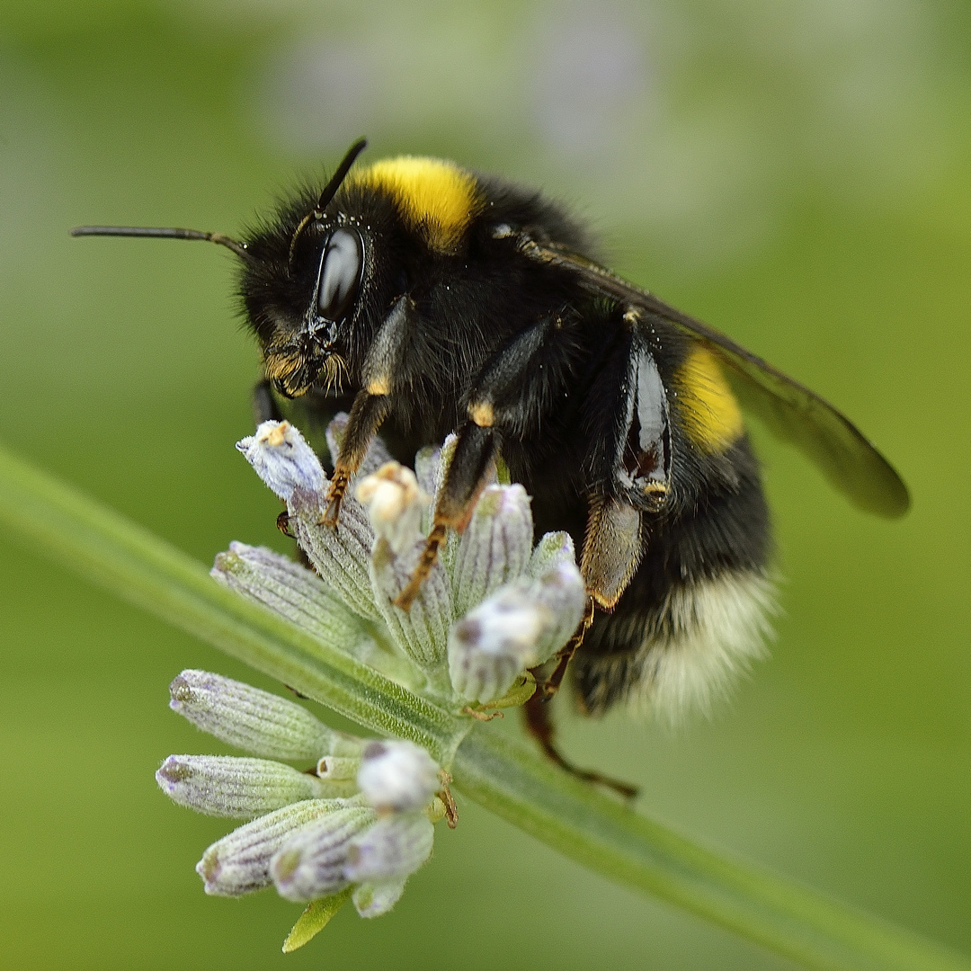 Lavendel-Hummel