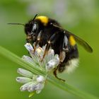 Lavendel-Hummel