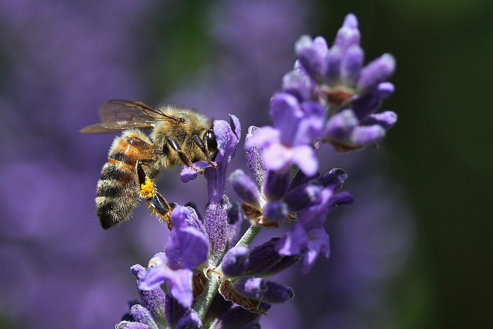 "Lavendel-Hut"