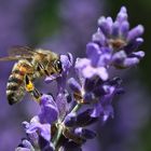 "Lavendel-Hut"