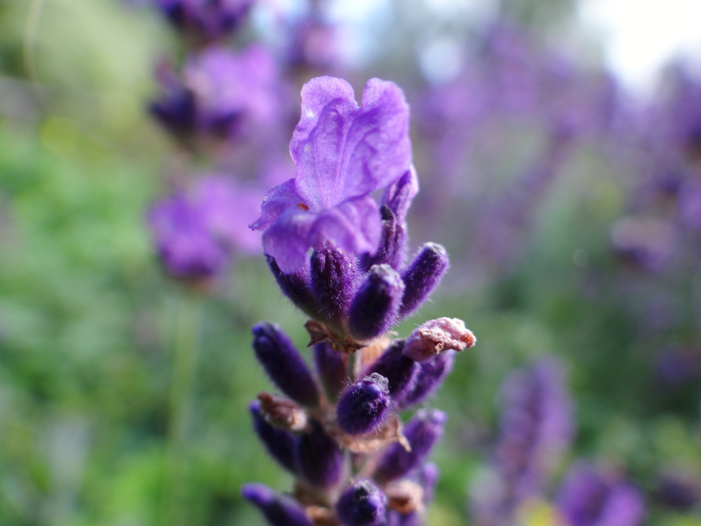 Lavendel I