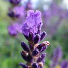 Lavendel I