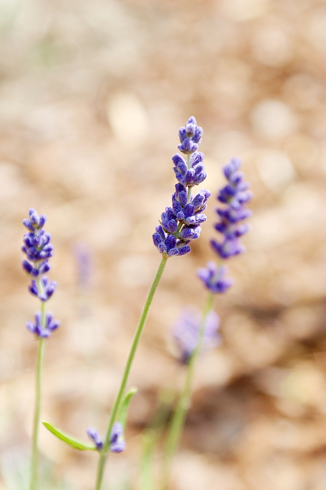 Lavendel I Foto & Bild pflanzen, pilze & flechten, blüten