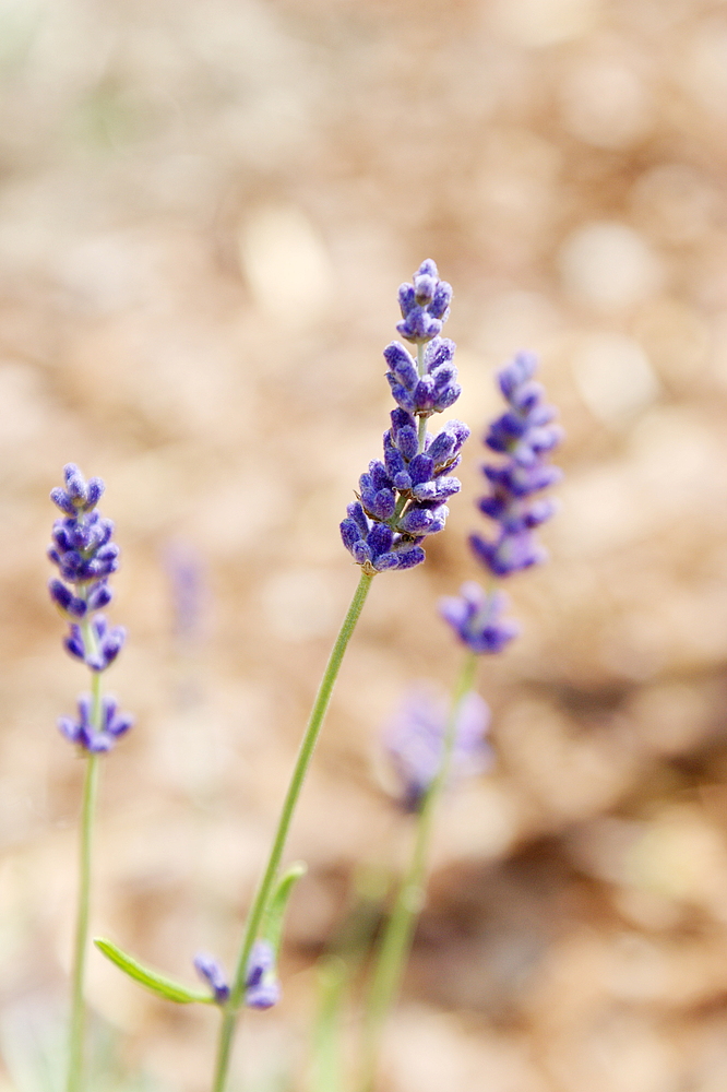 Lavendel I