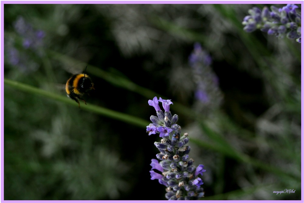 Lavendel ich komme!!!