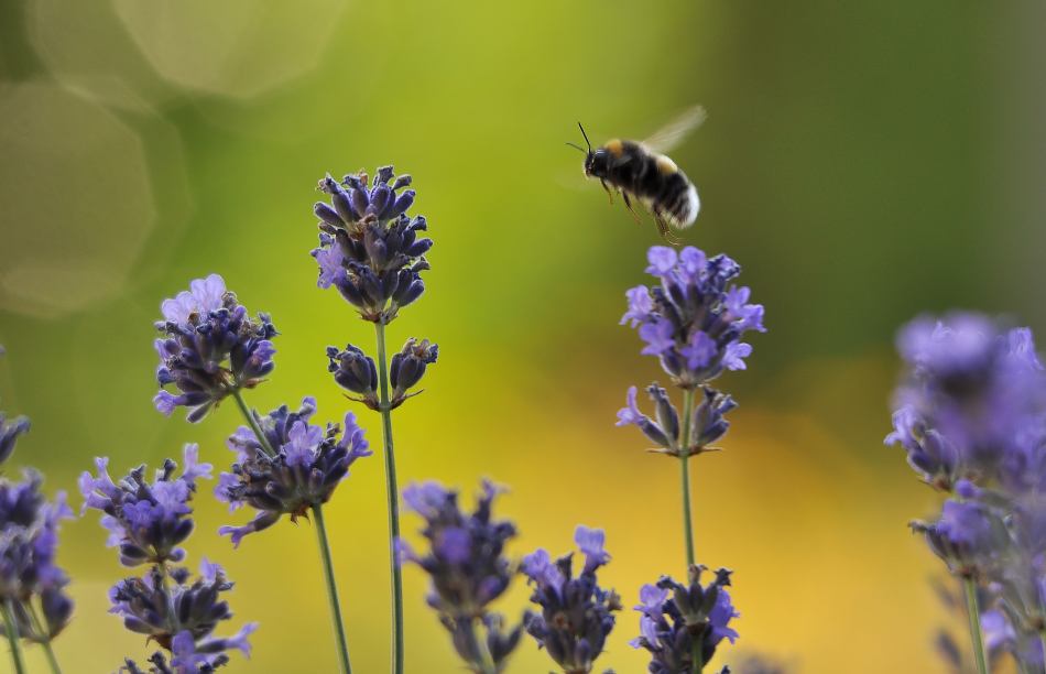 Lavendel II