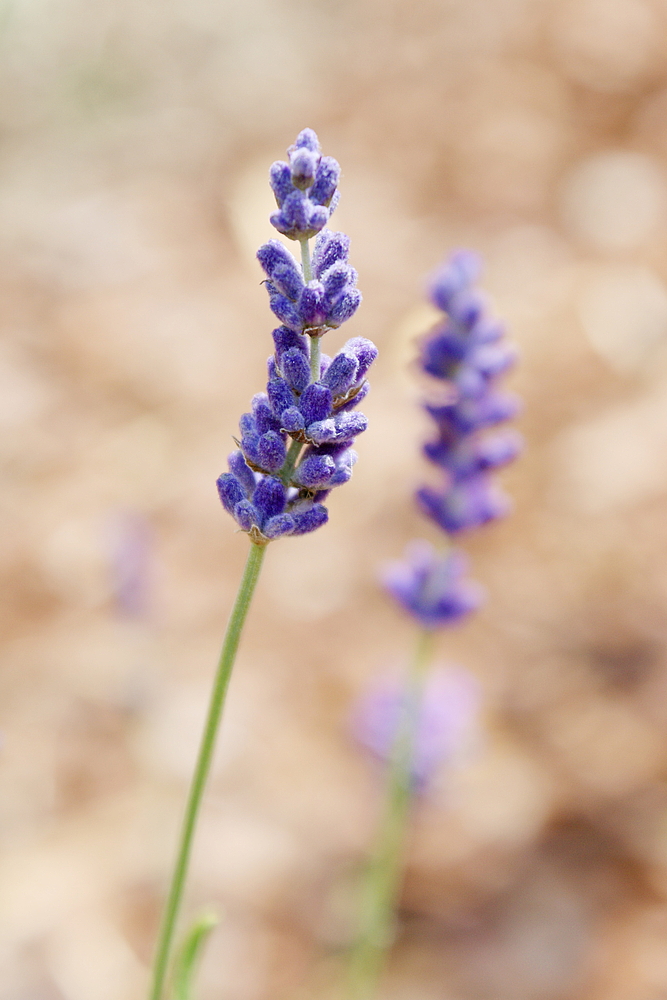 Lavendel II