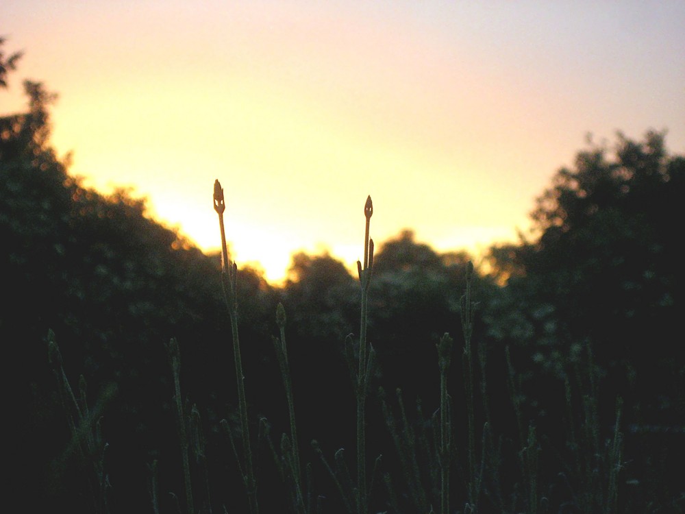 Lavendel II