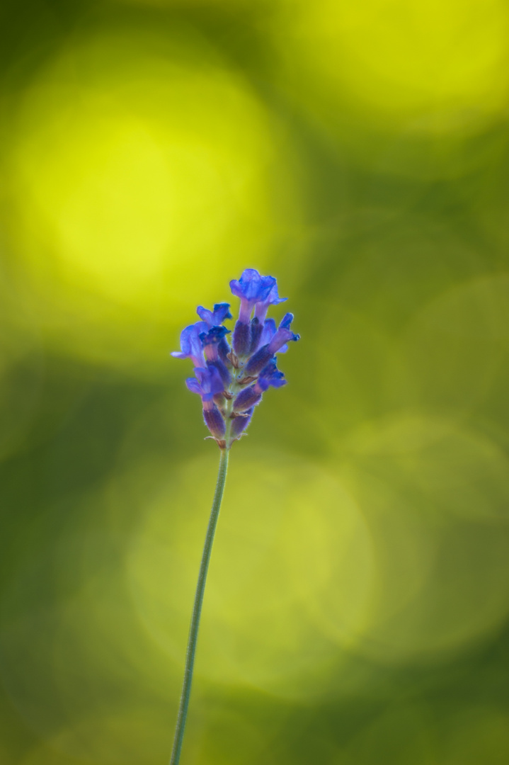 Lavendel II