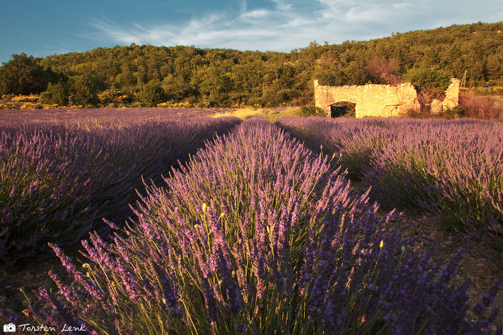 Lavendel III