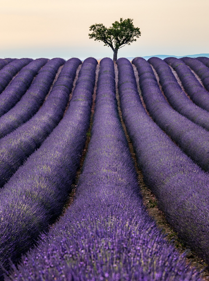 Lavendel III