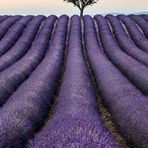 Lavendel III