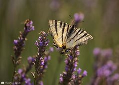 Lavendel III, oder ....