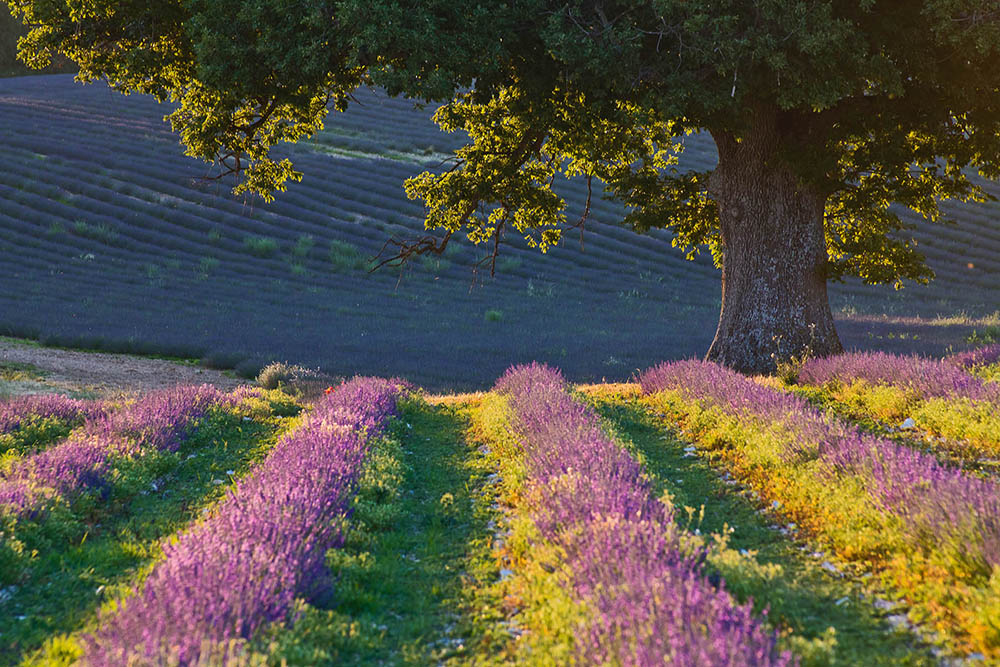 Lavendel im Abendlicht