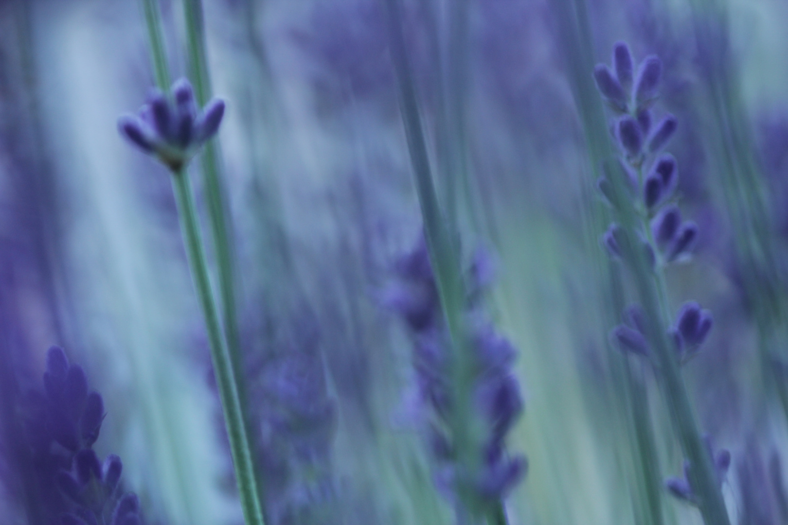 Lavendel im Abendlicht