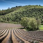 Lavendel im April