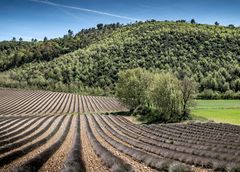 Lavendel im April