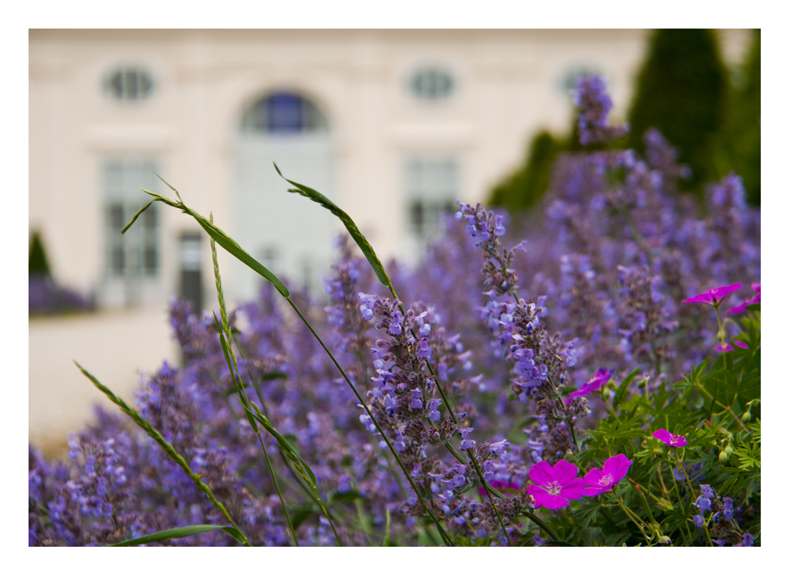 Lavendel im Augarten