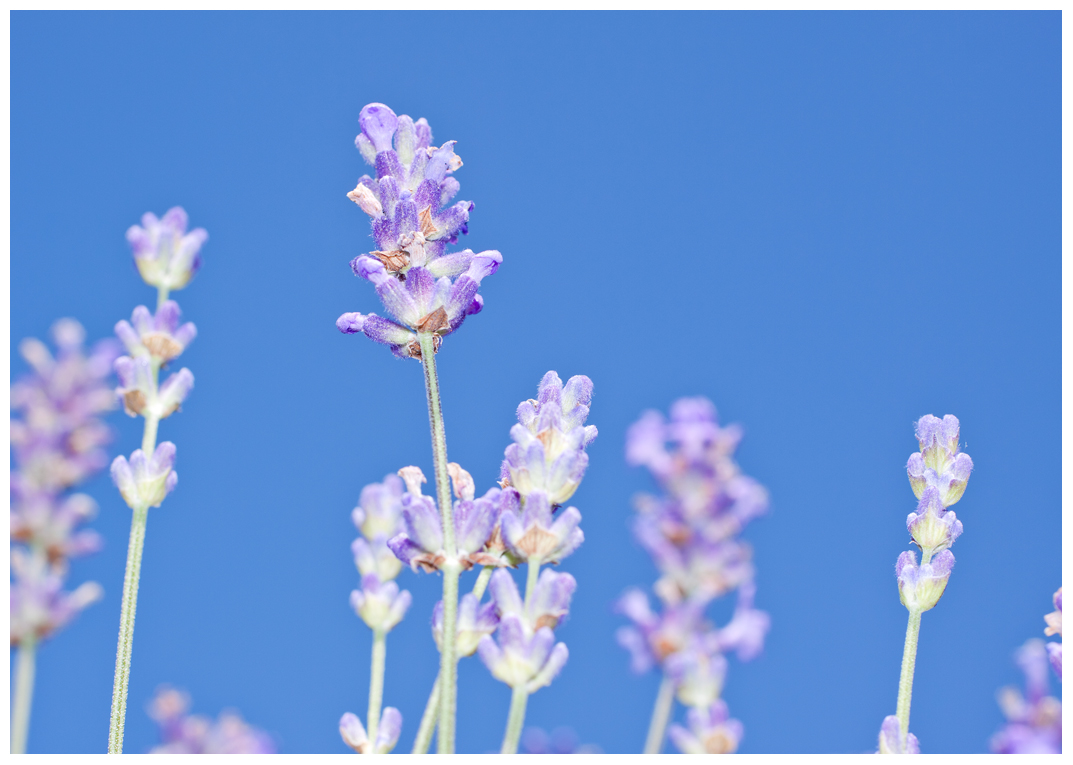 Lavendel im Botanischen Garten