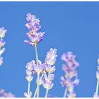 Lavendel im Botanischen Garten