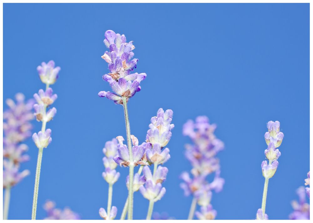 Lavendel im Botanischen Garten