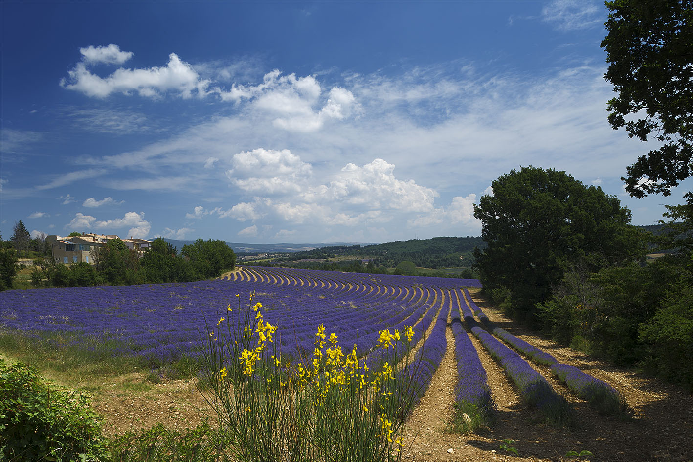 Lavendel im Farbkontrast