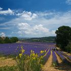 Lavendel im Farbkontrast