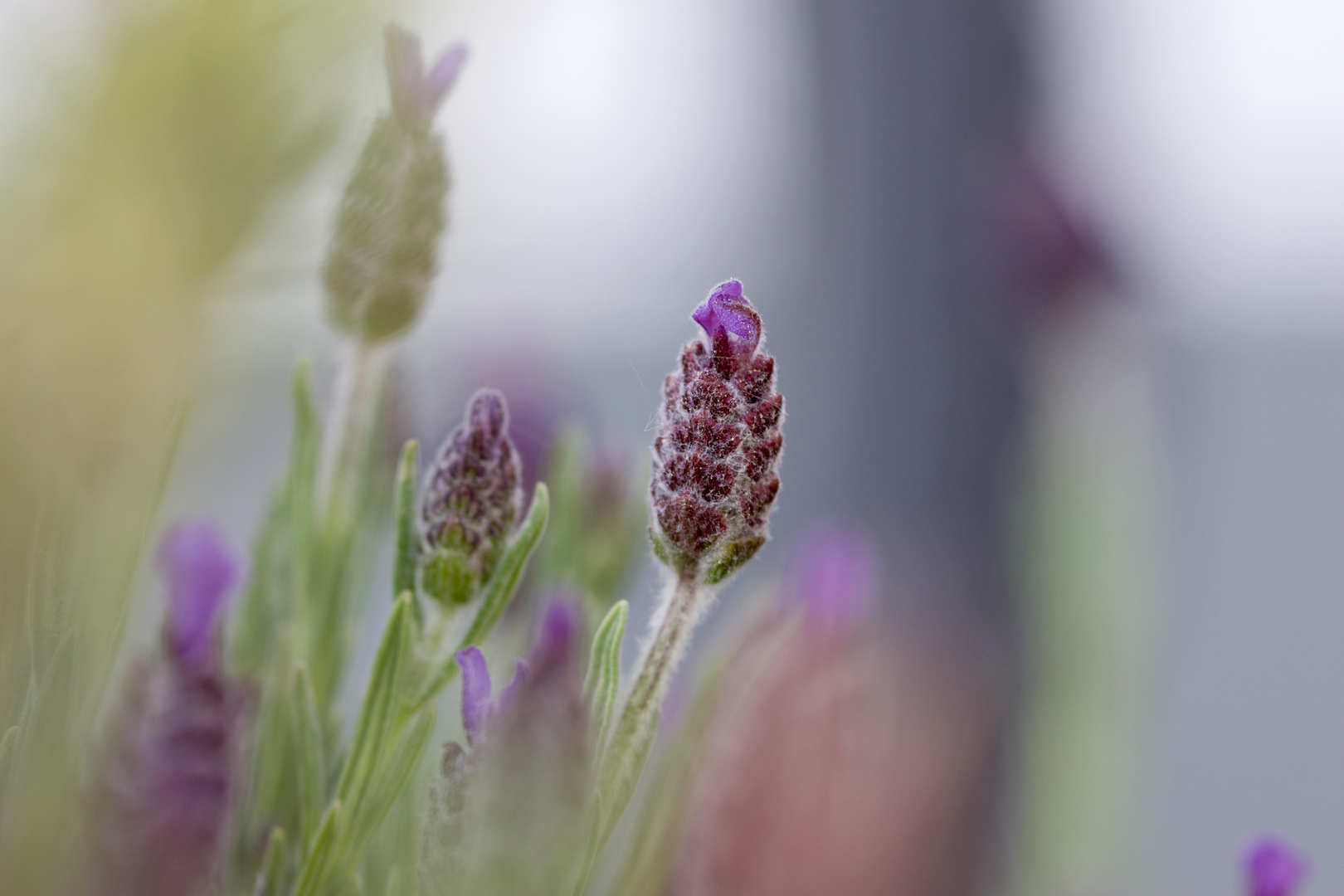 Lavendel im Fokus 