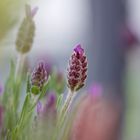 Lavendel im Fokus 