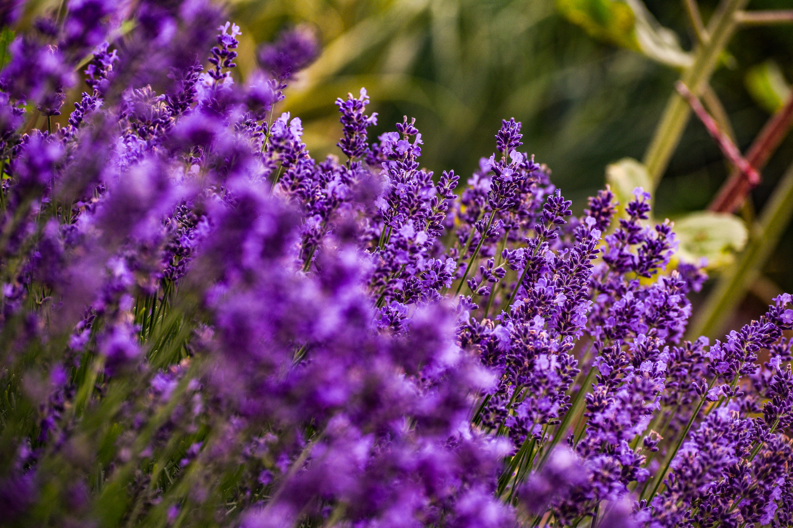 Lavendel im Fokus