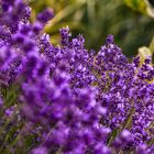 Lavendel im Fokus