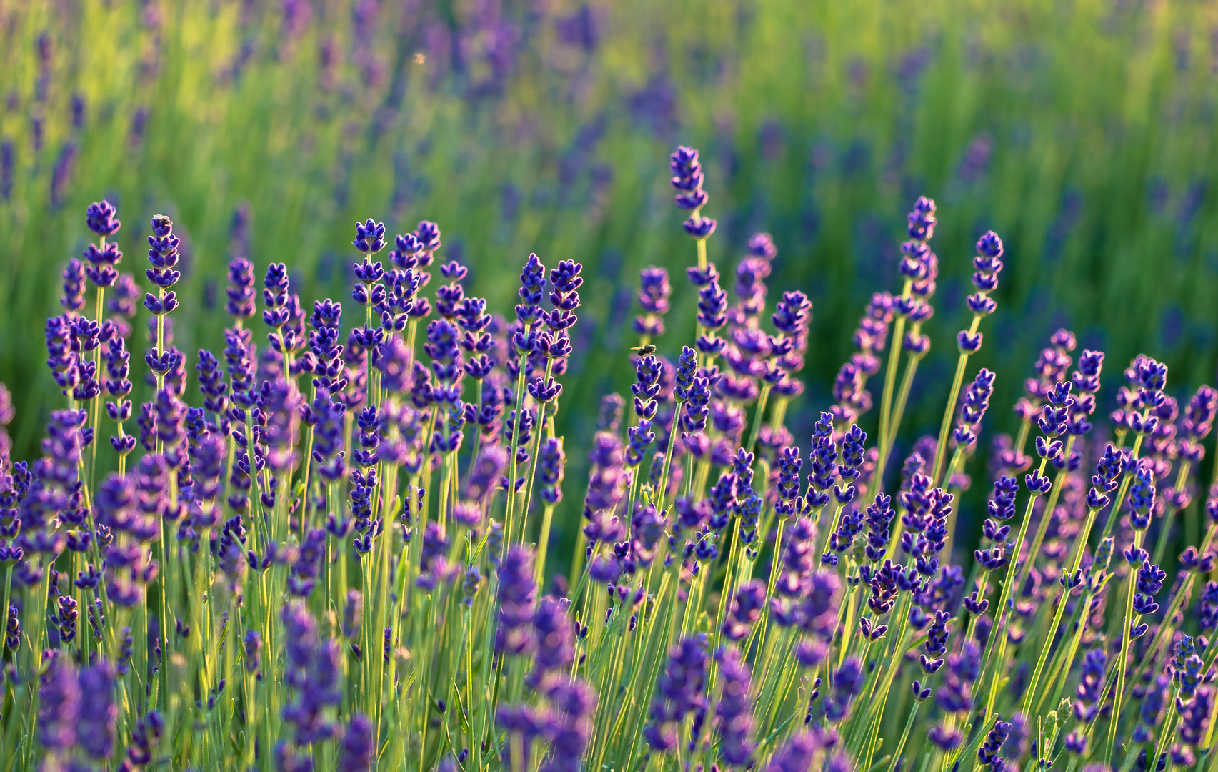 Lavendel im frühen Morgenlicht