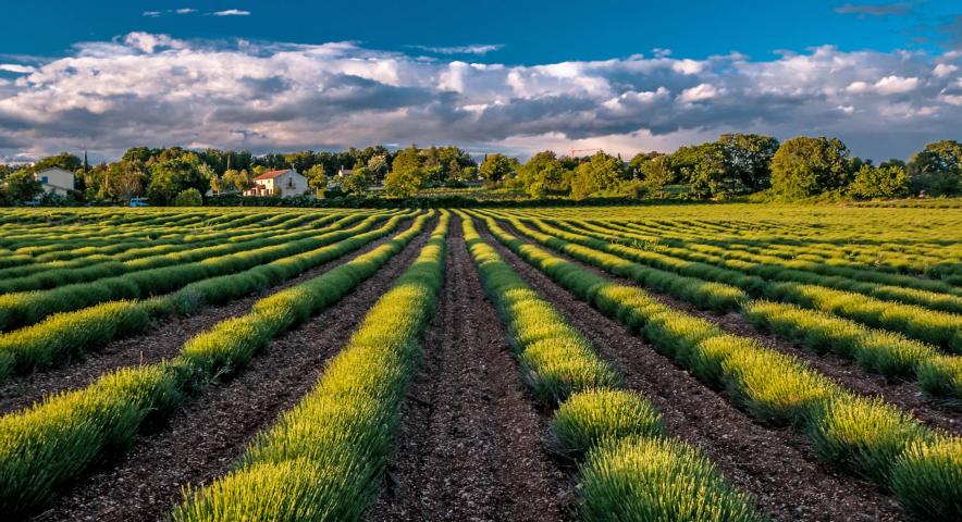 Lavendel im Frühjahr