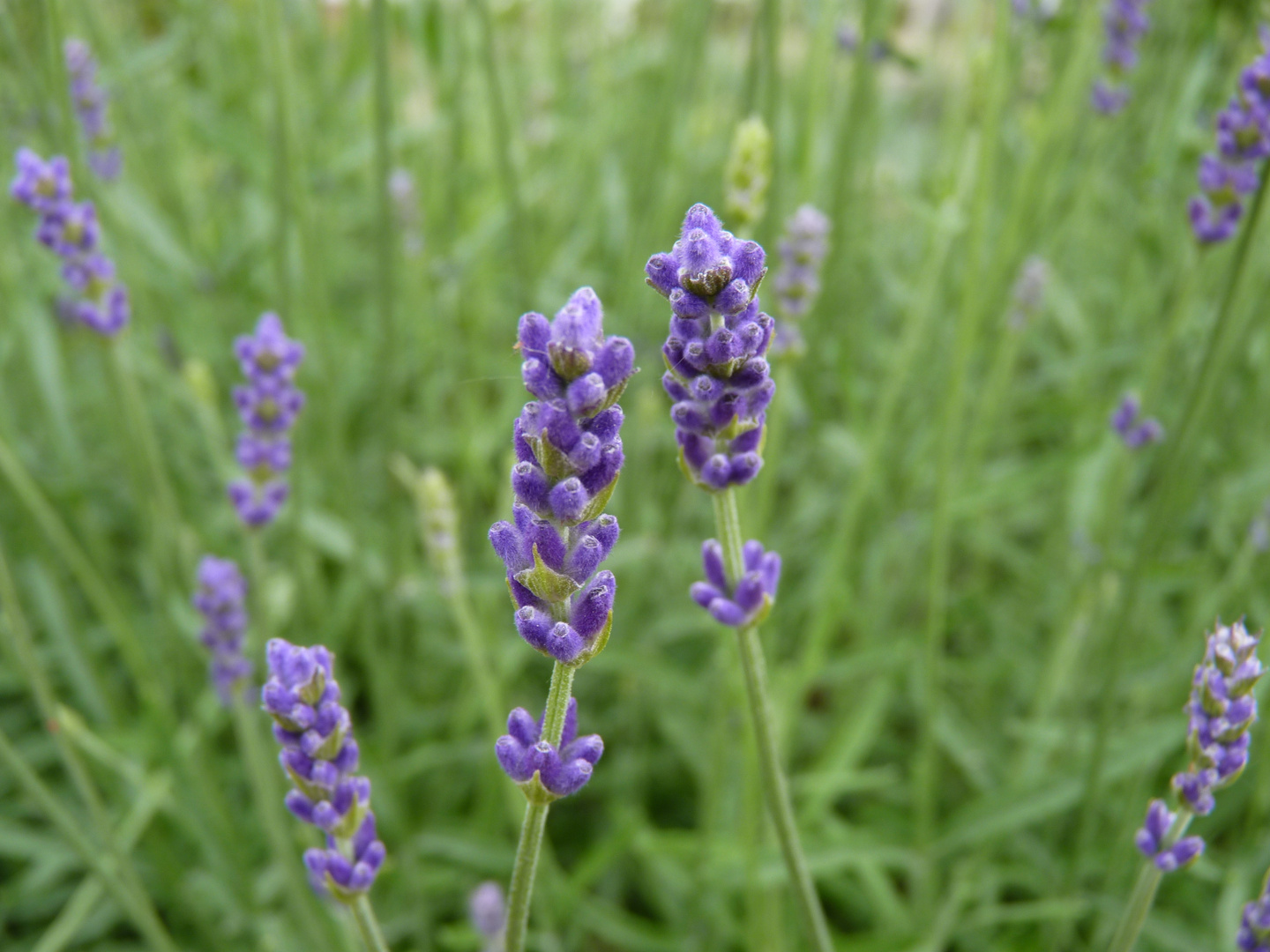 Lavendel im Garten